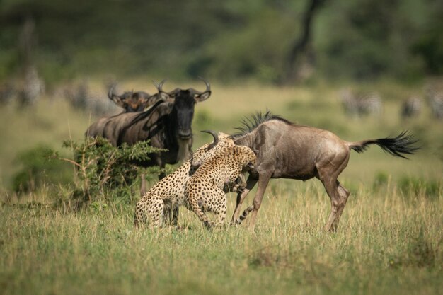 Tsavo National Park