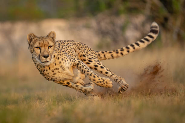 Safari Background